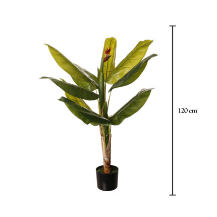 PLANTA AVE PARAISO 1.20MT