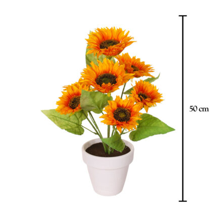 PLANTA GIRASOL X7