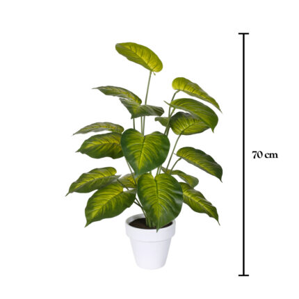 PLANTA PHOTO