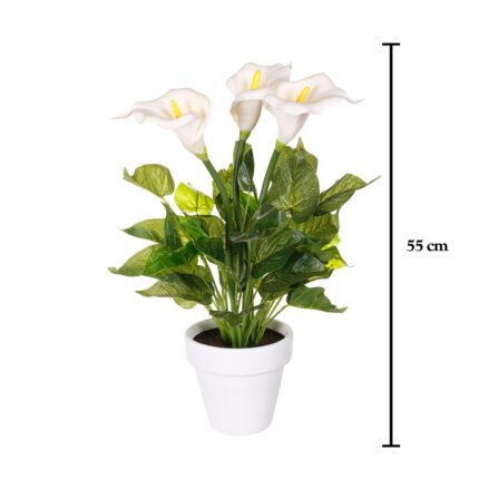 PLANTA CALA X3