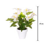 PLANTA CALA X6