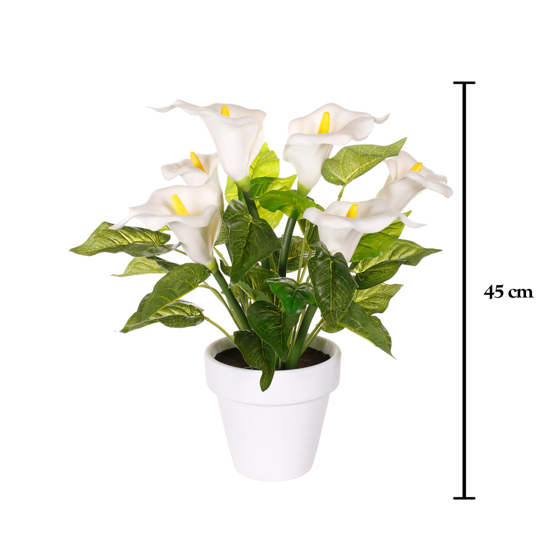 PLANTA CALA X6