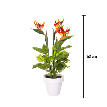 PLANTA AVE PARAISO X3 60CM