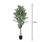 ARBOL EUCALIPTO CON SEMILLA 1.80