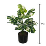 PLANTA COSTILLA ADAN