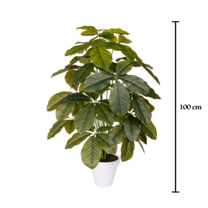 PLANTA CHEFLERA HOJA GRD 1.00MT