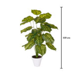 PLANTA DIEFEMBACHIA 1.00MT