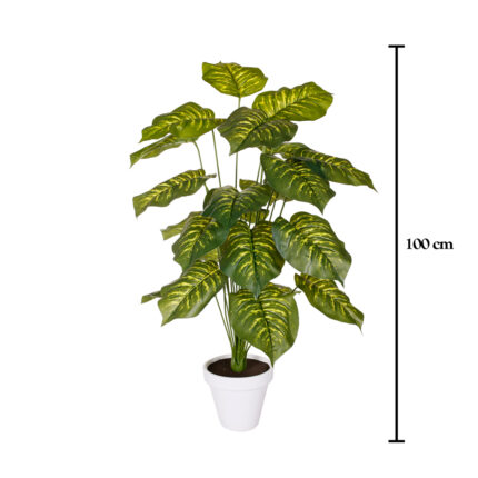 PLANTA DIEFEMBACHIA 1.00MT