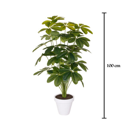 PLANTA CHEFLERA 1.00MT