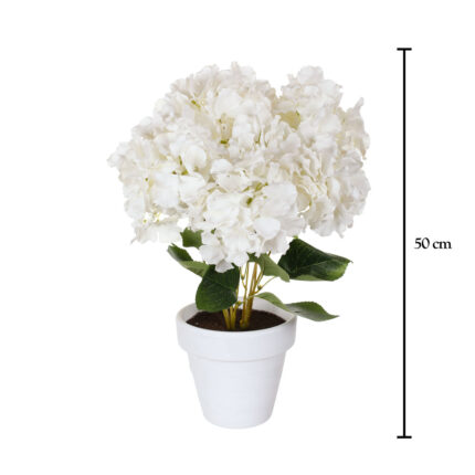 PLANTA HORTENSIA PRIMAVERAL *FUXIA