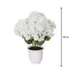 PLANTA HORTENSIA OTOÑAL