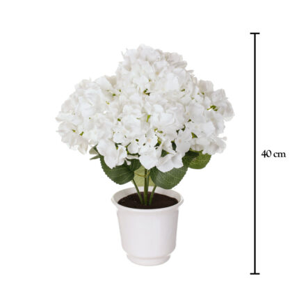 PLANTA HORTENSIA OTOÑAL