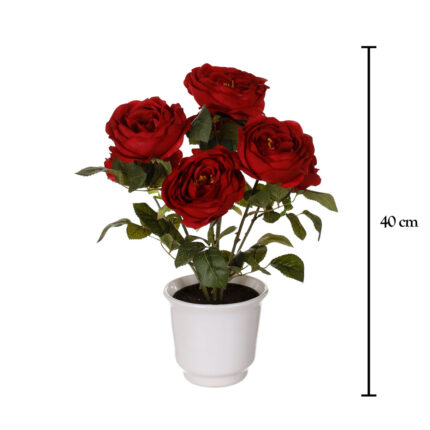 PLANTA CAMELIA