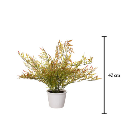PLANTA RAMAJE BAMBU