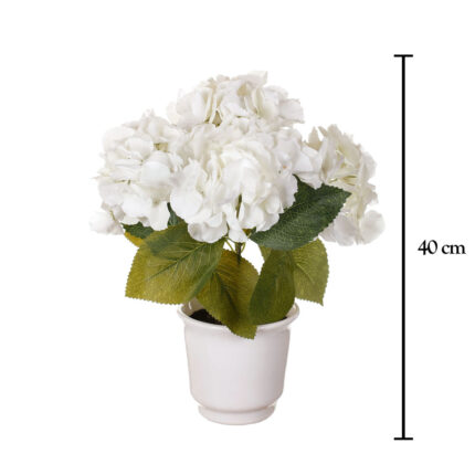 PLANTA HORTENSIA PRIMAVERAL MINI