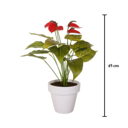 PLANTA ANTURIUM MINI