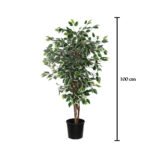 FICUS DE 1.00M
