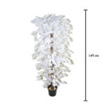 FICUS DE 1.45M