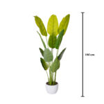 PLATANERA TROPICAL 1.80MT