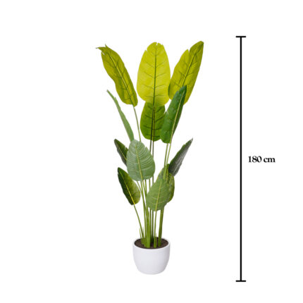 PLATANERA TROPICAL 1.80MT