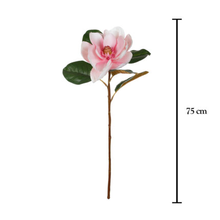MAGNOLIA