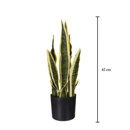 PLANTA SANSIVIERA 42CM