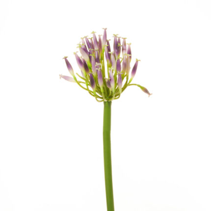 BOUVARDIA SPRAY (PURPURA)