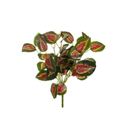 MATA COLEO