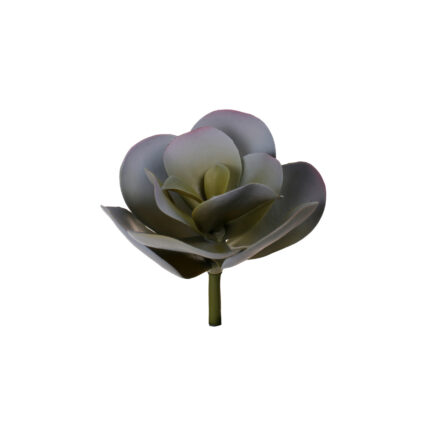 COTILEDON *GRIS