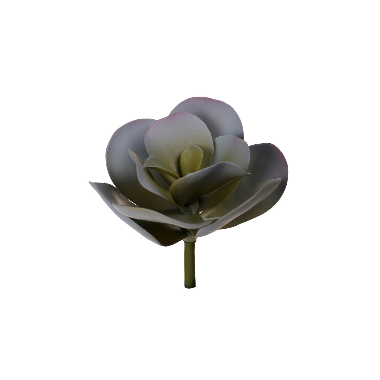 COTILEDON *GRIS