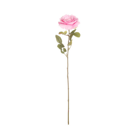 ROSA GRANDIFLORA *MALVA