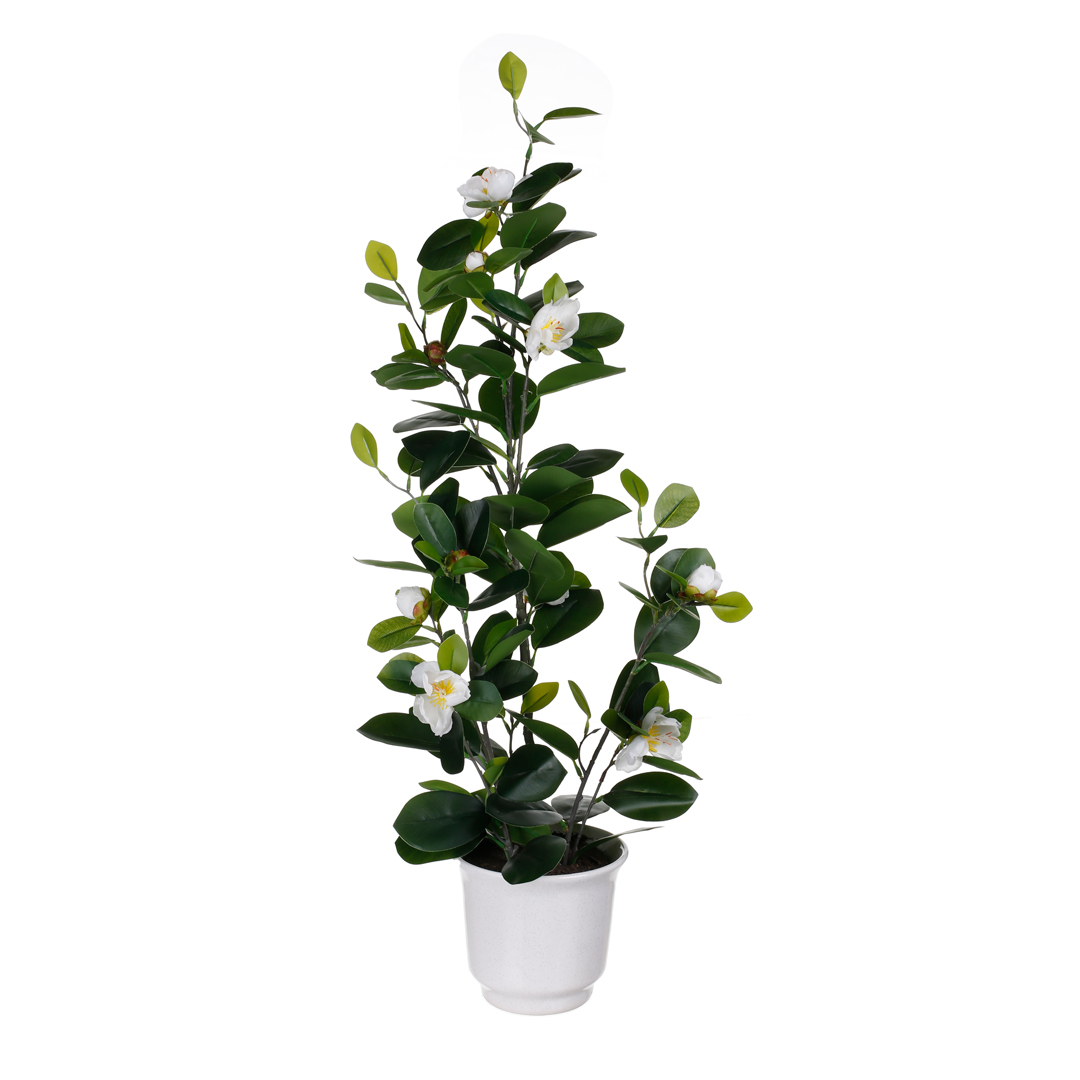 99111141-19.0.jpg PLANTA FICUS MINI/FLOR (486326) *V.OSCURO/BLANCO