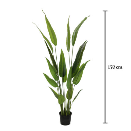 PLANTA STRELITZIA NICOLAI 170CM *V.OSCURO