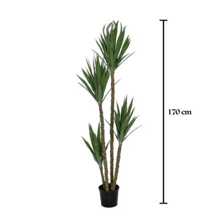 PLANTA YUCA PIE ELEFANTE 170CM *V.OSCURO