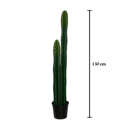 PLANTA CACTUS PACHYCEREUN MARGINATUS X2 125CM *V.OSCURO