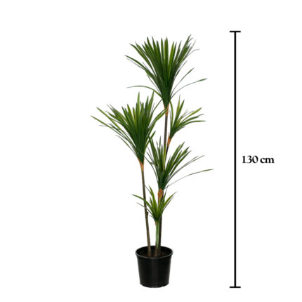 PLANTA DRACENA DRACO X5 130CM *V.OSCURO
