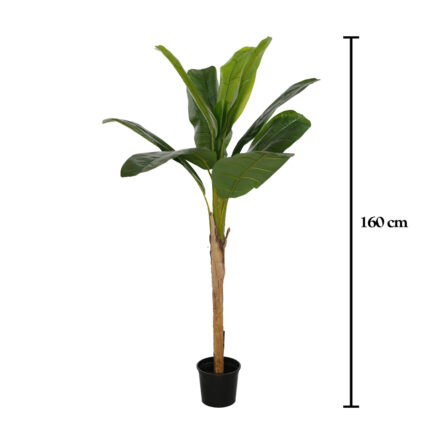 PLANTA PLATANERA 160CM *V.OSCURO