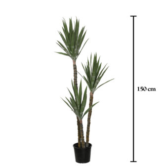 PLANTA YUCA X3 150CM *V.OSCURO