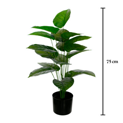 PLANTA FICUS (420863.F) *V.OSCURO