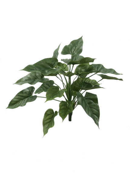 MATA ANTHURIUM