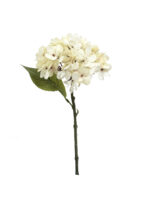 PICK HORTENSIA