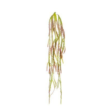 COLGANTE DE ASPLENIUM