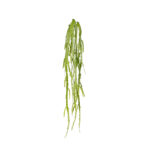 COLGANTE DE ASPLENIUM
