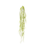 COLGANTE DE ASPLENIUM