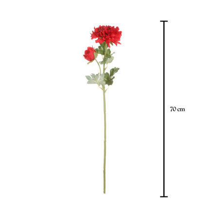 VARA ZINNIA