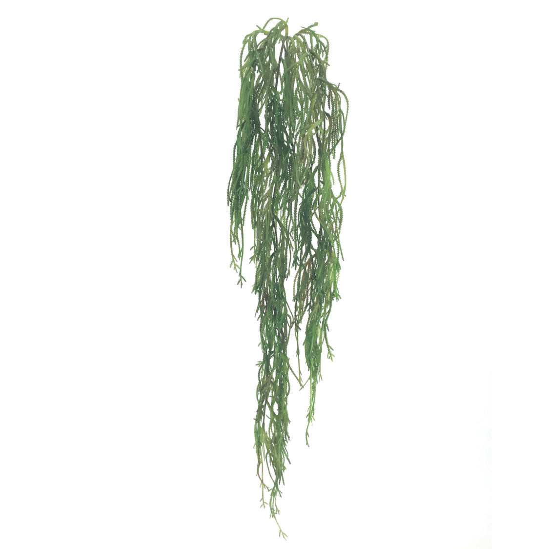 2450-19.jpg COLGANTE RHIPSALIS