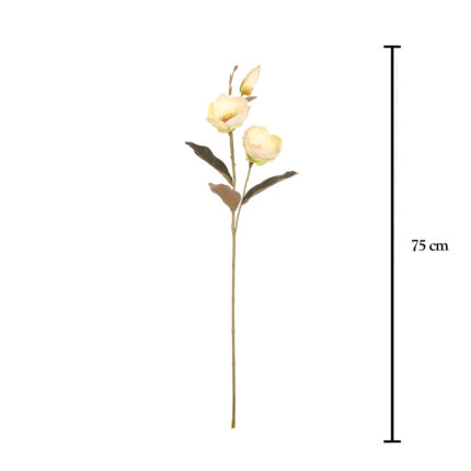 VARA MAGNOLIA