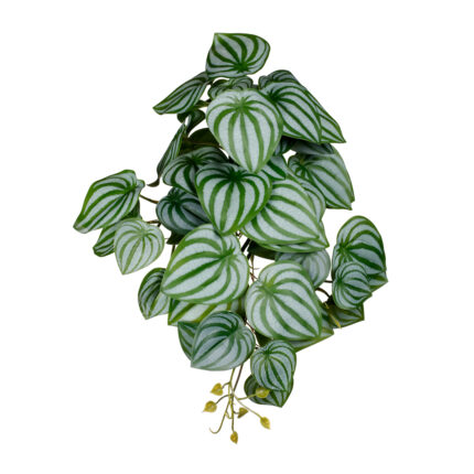 MATA PEPEROMIA COLGANTE