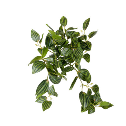 MATA COLGANTE PEPEROMIA