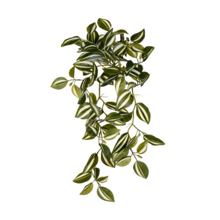MATA COLGANTE PEPEROMIA